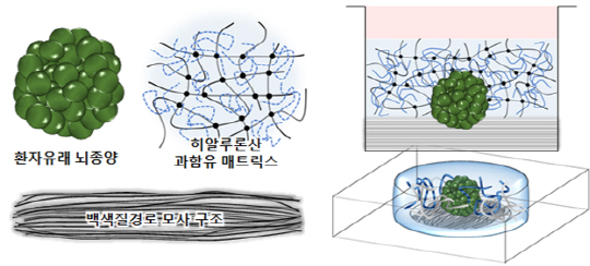 KAIST 김필남 교수 연구팀이 개발한 환자 대체 치료용 3차원 체외 뇌암모델의 모식도.  KAIST 제공